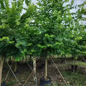 紫荆.红花紫荆.羊蹄甲园林绿化行道树