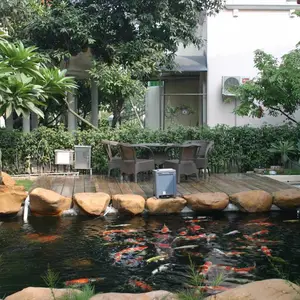 锦鲤销售、鱼池过滤建设