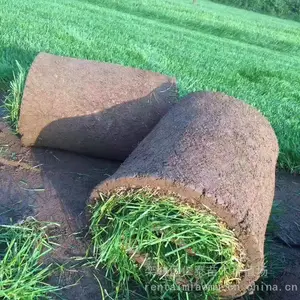 出售精品白皮松树供应3米园林绿化市场早熟禾草皮