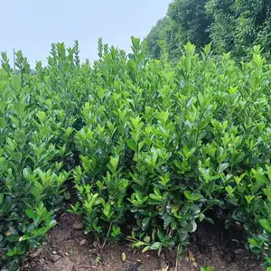 大叶黄杨种植苗圃 大田冬青产地直发 大叶黄杨小苗