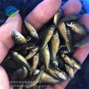 ����ˮ����ֳ���� �������� �������ˮ���� �ʻ����