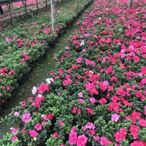 ������Ӧ�������أ������С����أ���ɫ��С�Һ�