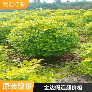 ���ع�Ӧ ��߼����̴�С���� ����԰���ļ�����ֲ�� ��ƺ����ֲ��