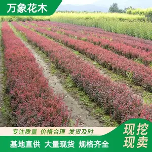 ��ҶС���� �������ɫ��ľ��ҶС�޸��ֹ�� �Ż�