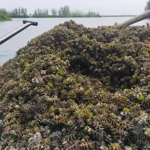 菹草种子 菹草种子抛入水中即可 菹草 耐寒菹草种子 麦黄草种子 河北雄安百纳园林