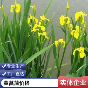 供应黄菖蒲 基地种植 保量 品种规格齐全 绿化工程苗 切花材料