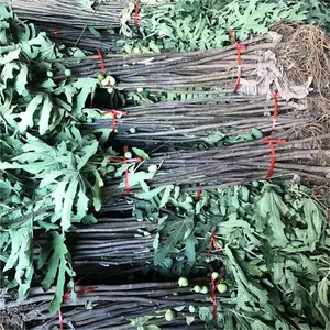 聊城无花果苗品种_无花果树苗几年能结果