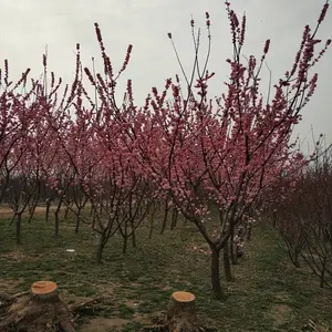 �����������Թ�Ӧ����÷���� ��÷���� ��÷���������÷�� ������׳ ��Ӧ��ǿ