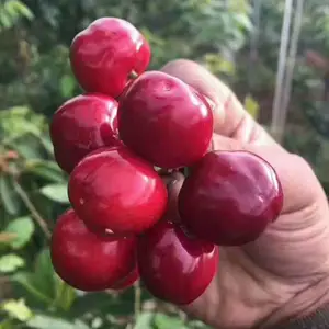 ����������ӣ���� ��ʯ֮��ӣ������ �ṩ��ֲ����