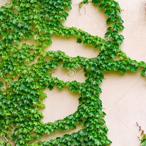 湖南植物墙设计施工***湖南绿蚁人