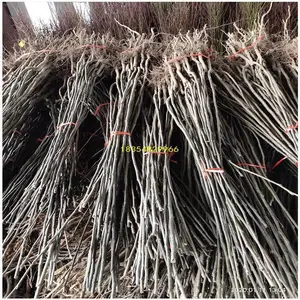 田骏苗圃二年早熟梨树苗种植 红梨树苗有买的 有河南梨树苗