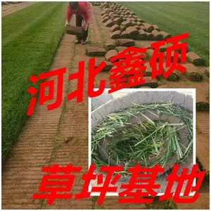 ?河北地区厂区草坪衡水草皮铺设草种草籽播种养护种植?供应?衡水草坪