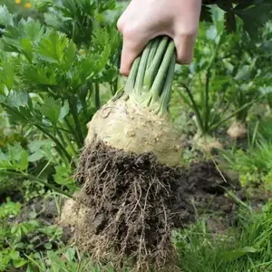 根芹菜 YARA 叶拉,早熟,高产,根茎圆球形,表皮光滑,易清洗,肉色白色。根叶均可食,芹菜味浓
