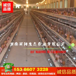 优质小鸡苗活体麻羽高产绿壳蛋鸡苗麻鸡苗包打疫苗