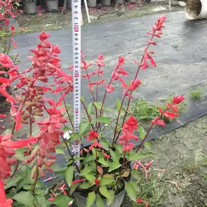 一串红杯花 新品一串红基地批发 30-50高一串红工程苗