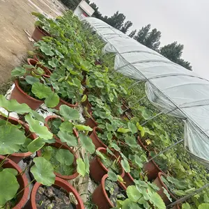 河道湖泊生态修复水生植物
