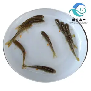 港发苗场出售精品青竹鲩鱼苗 支持在线选购 大小规格可选