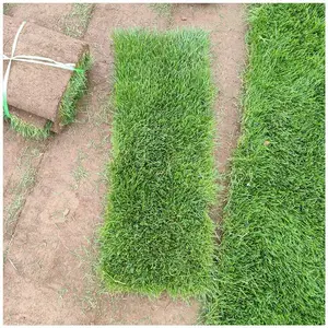 适合北方种植草坪品种 四季青草坪草皮 耐寒耐践踏 公园草坪绿化