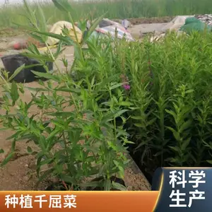 ǧ����ʪ���̻����� ǧ����ˮ��ֲ����� ˮ֦��������