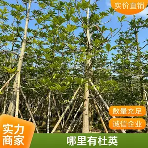��Ҷ��Ӣ ��Ҷ��Ӣ�� 8���� 10���� 12���� 14���� 15���� ׿�̴�������