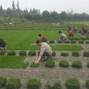 优质混播草坪 四季常青长势均匀 公园庭院铺装 场地绿化铺建实用绿植