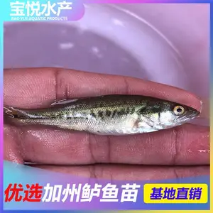 广东珠海已驯化吃料加州鲈鱼苗价格 宝悦水产鲈鱼苗养殖技术