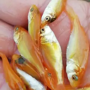 金丝鲤鱼苗,红鲤鱼,兴国鲤鱼