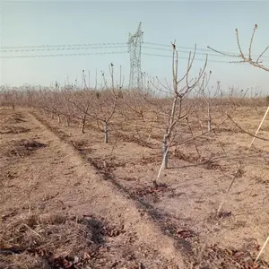 ����һ��ӣ���� ����ӣ���� �����õ��̼� ˧������ �۸�����