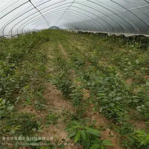 ����ӣ���� ����ӣ���� ӣ������������Ǯһ��