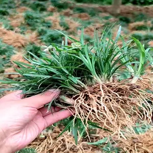 地被矮麦冬草照片 日本矮麦冬草产地 绿化矮麦冬草价格