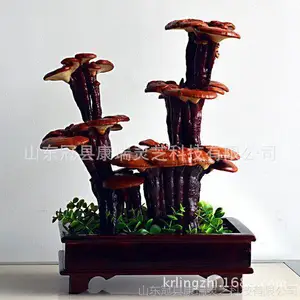 创意灵芝盆栽 中小盆景灵芝 节日礼品灵芝 嫁接灵芝盆景 灵芝盆景盆栽批发 山东灵芝