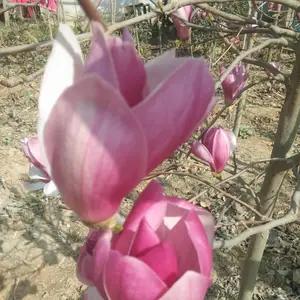 沭阳公鼎绿化苗木园艺场