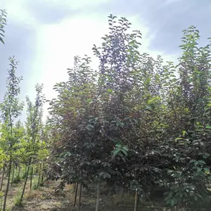 ��������ӣ�� ���ô�쾰��԰���쾰�����е��̻�������