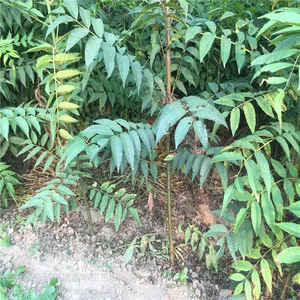 供应香椿苗 基地直销香椿苗