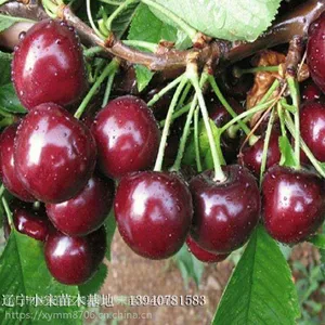 ����һ��ӣ���� ��ӣ������