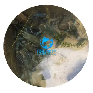 湖北襄阳澳洲龙虾鱼苗/襄阳澳洲龙虾鱼苗养殖批发/澳洲淡水龙虾鱼苗多少钱
