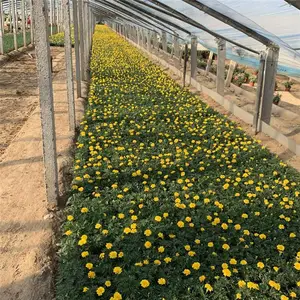 时令草花小万寿菊货源足 山东春泥园艺
