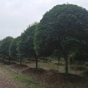 ***桂花树大全,桂花树价格,桂花树图片,桂花树供应,丛生精品桂花