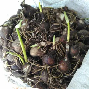 曼珠沙华种子/供应老鸦蒜种球/出售石蒜种球