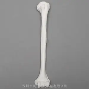 SAWBONES 1006肱骨解剖模型