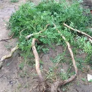 ��������1����2����3���ִ� ����ͥԺѧУ���黨��װ�� ����ֲ��