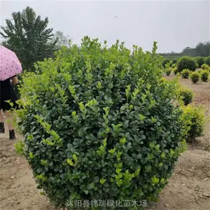 ��ì����� ����1.5����ì��ڷ����� Ҫ��ʵ�� ��Ƶѡ���԰淢��