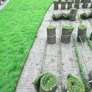 草皮真草别墅庭院绿化马尼拉地毯草耐寒草坪带泥土免剪台湾草带土