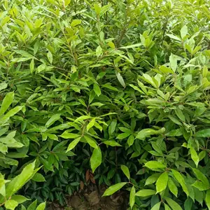 赤皮青冈袋苗,赤皮青冈苗,规格H80-100以上的赤皮青冈苗