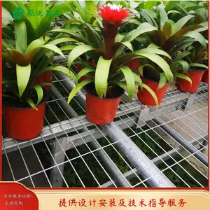 云南红掌温室基地/花卉移动苗床/温室移动喷灌机/信誉厂家