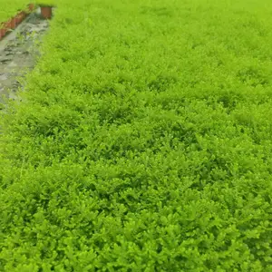 翠云草 成都翠云草基地 翠云草双色杯供应 四川地被草花产地