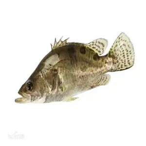 �����й����������Ż�