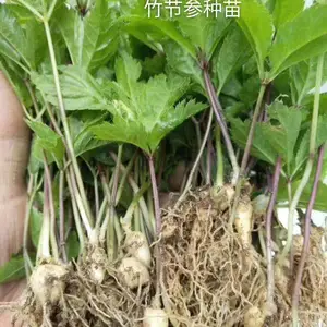 湖北竹节参种子、药材竹节参的图片及详细介绍、药材种植基地批发竹节参种苗