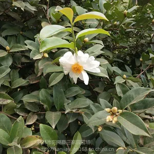 油茶芽苗广西油茶砧木苗价格大果油茶苗