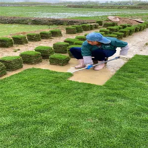 中华结缕草基地位置 台湾青草皮 草皮